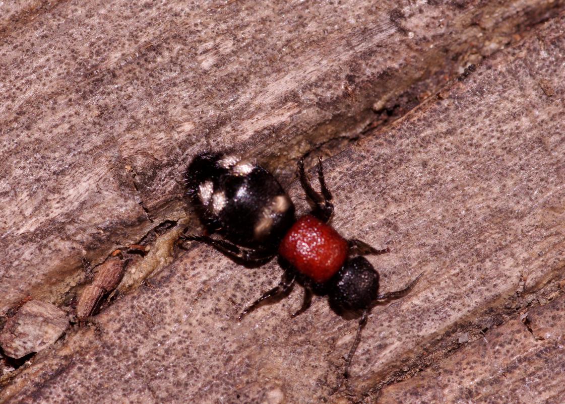 Mutilla europaea